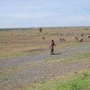 세렝게티 이미지