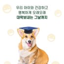 대학애견용품 네이버블로그