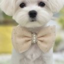 위드퍼피 애견미용실 이미지