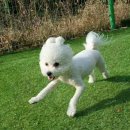 포레스트 하우스 애견유치원 네이버블로그