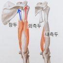 YGYM휘트니스 | 용산헬스장 pt - 이유림트레이너의 상체운동 루틴!!(아드레날린주의)
