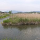 우포가시연꽃마을 이미지