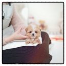 수지성복SL동물병원 | 용인말티푸분양 후기“처음 만난 순간부터 운명 같았던 우리 아이 이야기