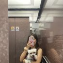 멍멍유치원 이미지