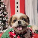 펫러버 그루밍 이미지