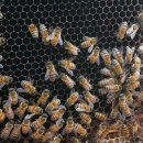 여왕벌민박 | 강원 횡성의 벌과 사람에서 토종 벌꿀을 구입해보아요