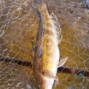 훼미리호좌대낚시터 이미지