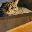 더조은동물의료센터 이미지