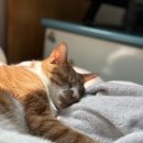 [방구합니다] 6월 30일~7월1일 입주 / 1,2존 역세권 / 고양이 동반(Pet-friendly) / 월 $1500 내외 이미지
