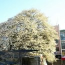 하대야동 이미지