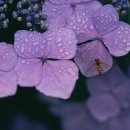 망 미 정 이미지