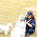 꼬똥사파이어 이미지