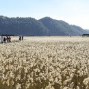 순천만 습지 이미지