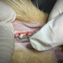 파랑새동물병원 이미지