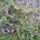 매화농원 이미지