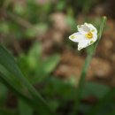 스노우드롭 이미지