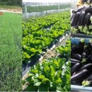 미라클팜 이미지