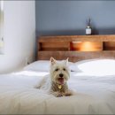 별빛애견펜션 이미지