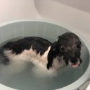 원당애견미용 이미지