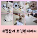 토일렛페이퍼 | 래핑찰리 토일렛페이퍼 강아지 노즈워크 장단점후기