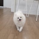 해리스테이 펜션 | 천안 아산 퍼스트스테이 애견동반 풀빌라 펜션 바베큐&amp;수영