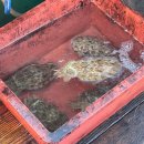 여수쭈꾸미 이미지