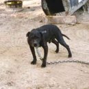 Carolina kennels' Ch Termite 4W ROM 이미지