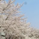 좋은 글 용인 날씨 따뜻 화창 봄날 짧은 동영상 비오리 봄까치 자주광대나물? 말냉이 벚꽃 이미지