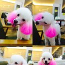 왈왈애견미용샵 이미지