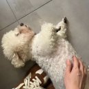 벨칸도 파이니스트 라이트 사료 솔직 후기에 꿀팁까지!