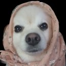 더엘동물의료센터 이미지