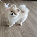 루틴펫살롱 | 경기 광주 어반퍼피 애견미용 체리의 힐링 [2차 방문 후기] 🐶