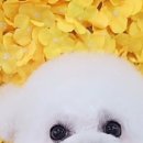 미미펫살롱 네이버블로그