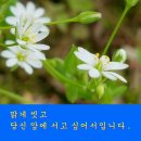 벼룩나물 이미지