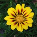 가자니아 이미지