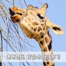 28140-8-1-17 | 에버랜드 워킹사파리 "눈치게임 성공" 후기 (17개월 아기랑 동선 TIP)