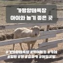 전일목장 | 경기도 가평양떼목장, 아이와 가볼 만한 곳 먹이 체험 등 이용 팁