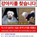 잃어버린 새롬이를 찾고있어요 제발 도와주세요 이미지