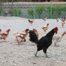 동양평농원 이미지