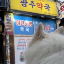 서라벌동물병원약품 | 서울 동작구 이수역 동물약국 넥스가드 스펙트라가 있는 광주약국