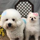 댕시티 이미지