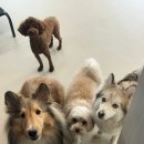 안산스타 | 안산애견유치원 실제 이용후기, 소형견이라면 멍스타 선택한 이유