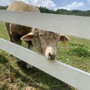 금학목장 이미지