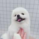 살롱 꼬미'S 이미지