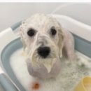 에이미 그루밍 이미지