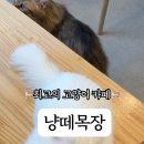 냥떼목장 이미지