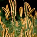 강아지풀 이미지