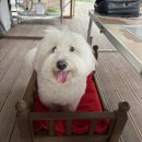 투포캠프 | 경남 애견동반여행 청도 투포캠프 애견동반숙소