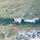 고목나무 이미지