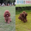 마이 펫 살롱 이미지